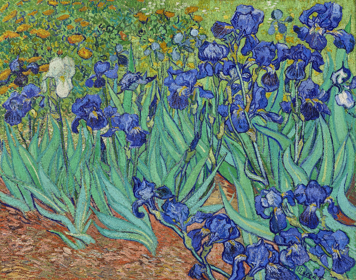 Vincent van Gogh - Irses (tisk na platno)