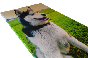Pes Husky sedi na travi in je natisnjen na platno | Promovertum