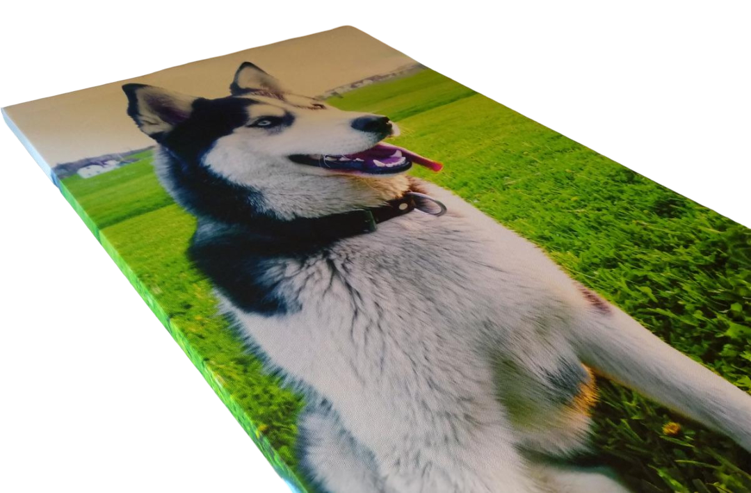 Pes Husky sedi na travi in je natisnjen na platno | Promovertum